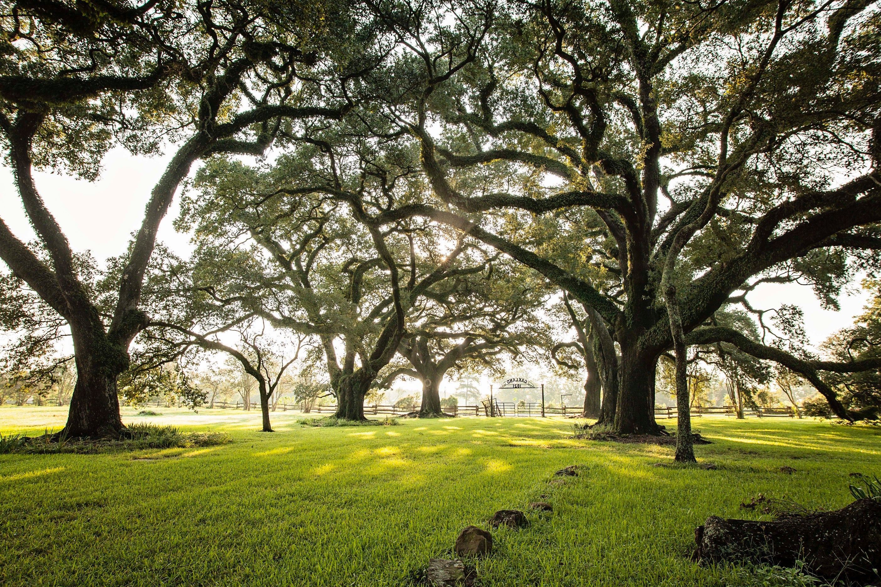 oak trees on a farm